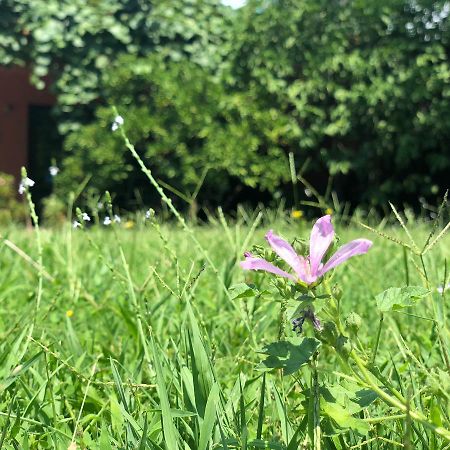 Apartmani Pavicevic Podgorica Buitenkant foto