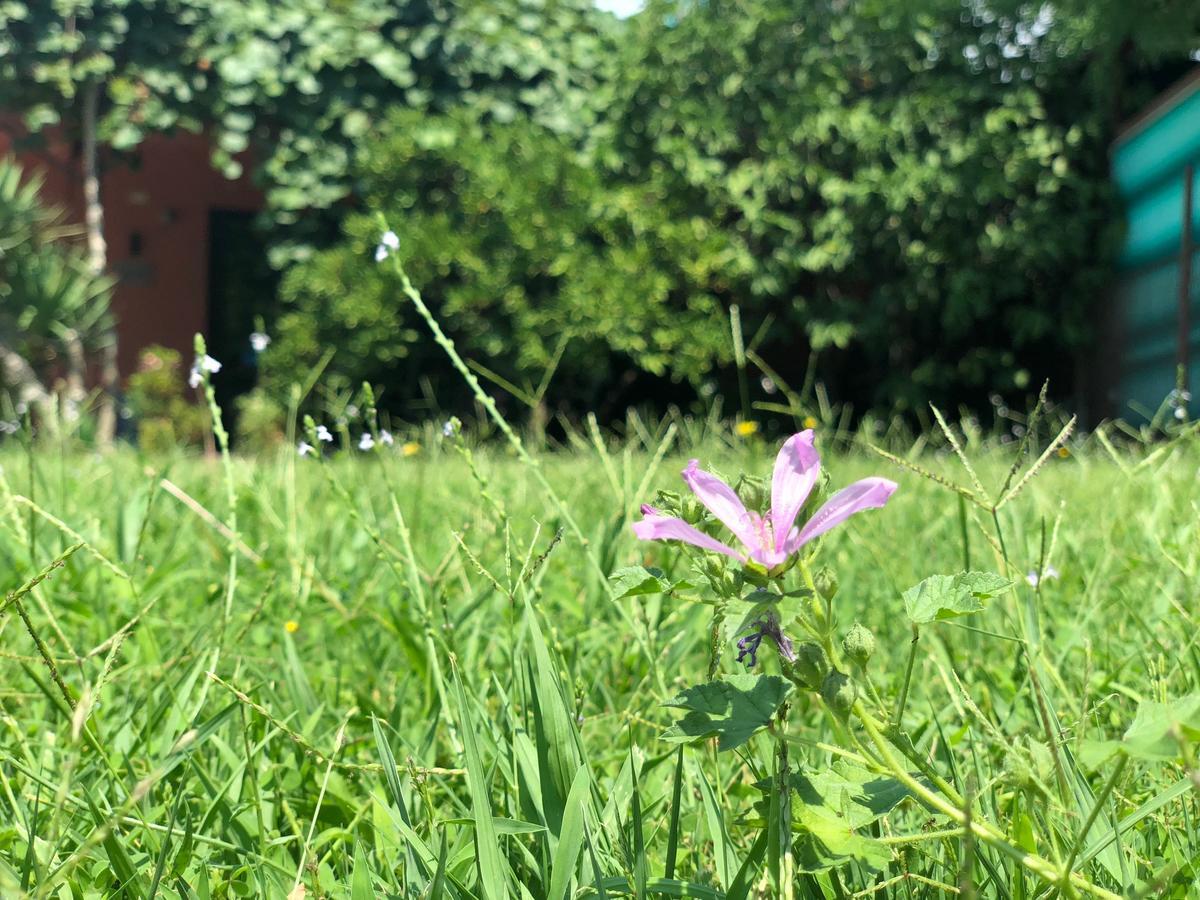 Apartmani Pavicevic Podgorica Buitenkant foto